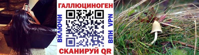 Псилоцибиновые грибы мицелий  наркошоп  Багратионовск 